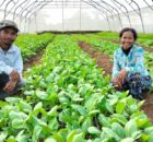 5 Years of Achievements in Transforming Cambodian Agriculture